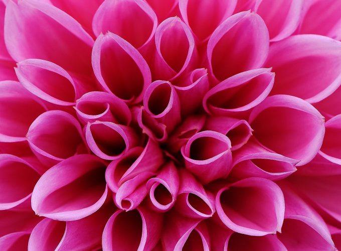 Wallpaper flower, pink, 4k, Nature 7538914773